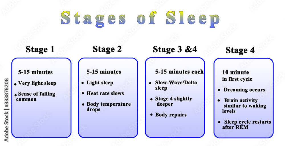 Four Stage of Night Sleep