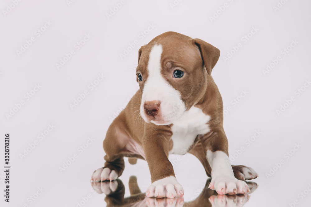 Pit bull terrier small puppy studio Pit bull terrier small puppy studio
