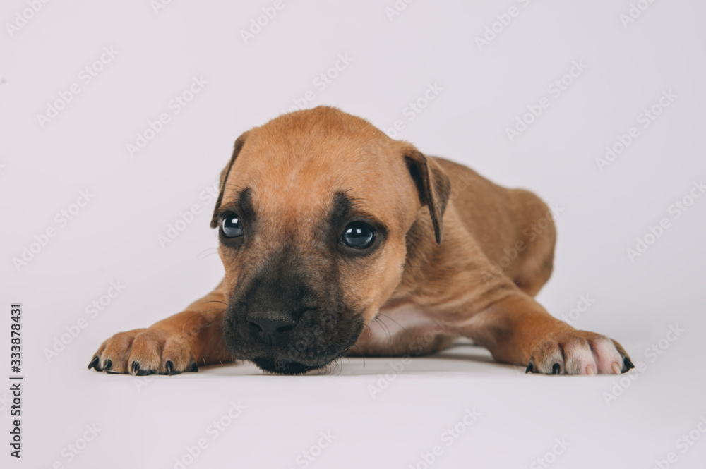 Obraz premium Pit bull terrier small puppy studio