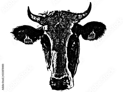 vectores de vacas 