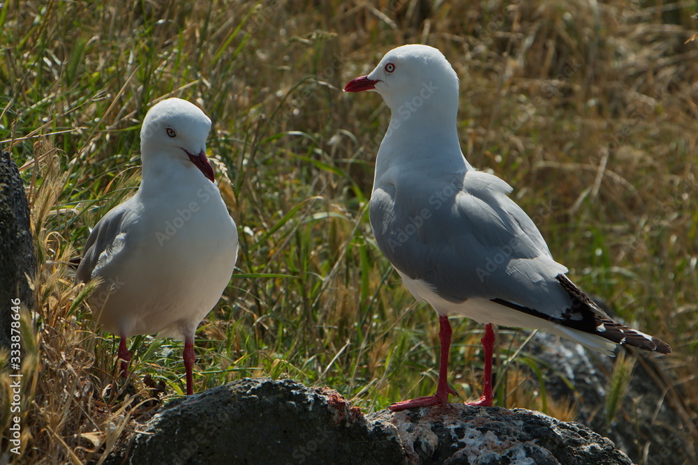 Pair of seagulls at Taiaroa Head near Dunedin, Otago on South Island of New Zealand Pair of seagulls at Taiaroa Head near Dunedin, Otago on South Island of New Zealand