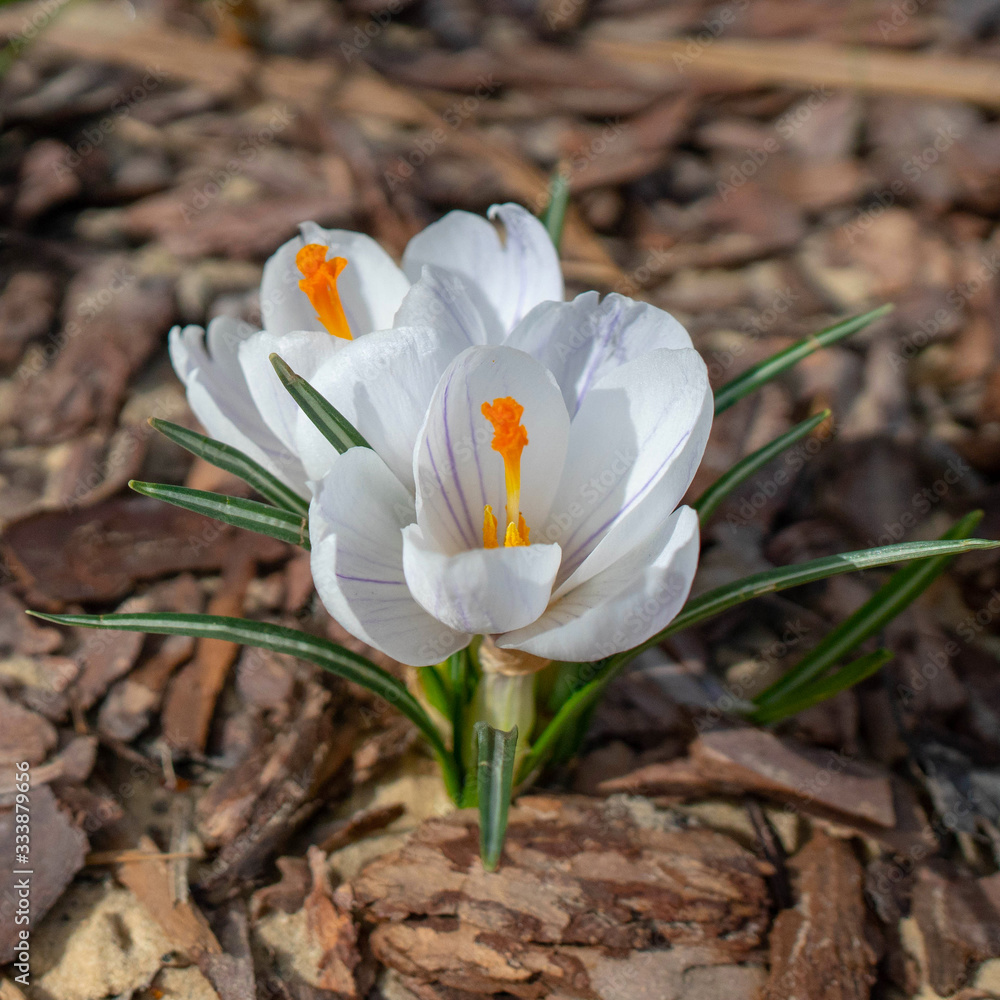 spring concept. first spring flowers. white crocuses on a sunny day. high quality shot spring concept. first spring flowers. white crocuses on a sunny day. high quality shot