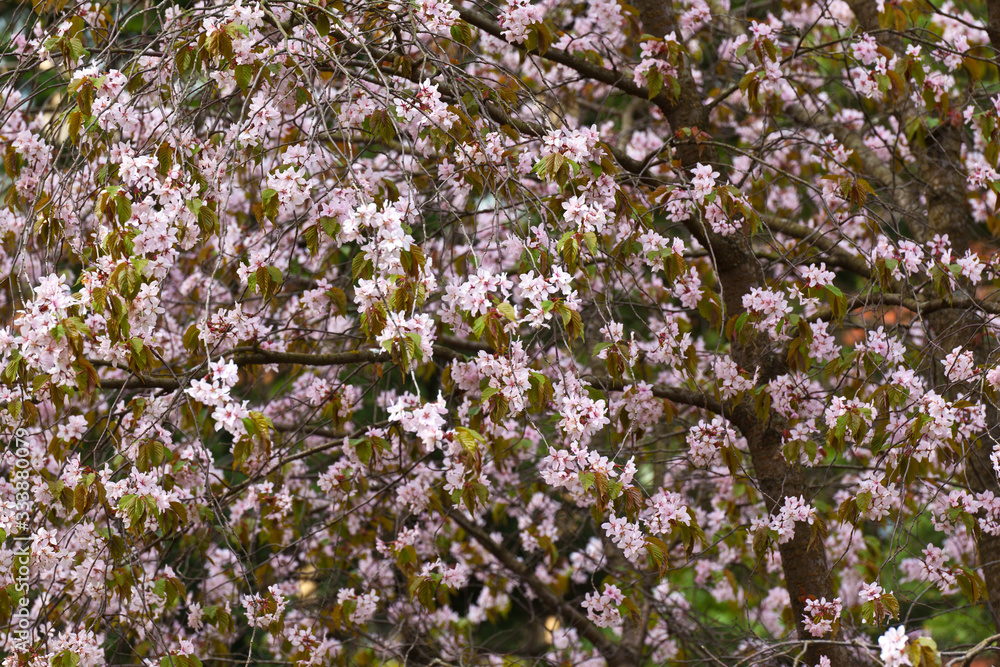 Fototapeta premium Blooming pink sakura in early spring