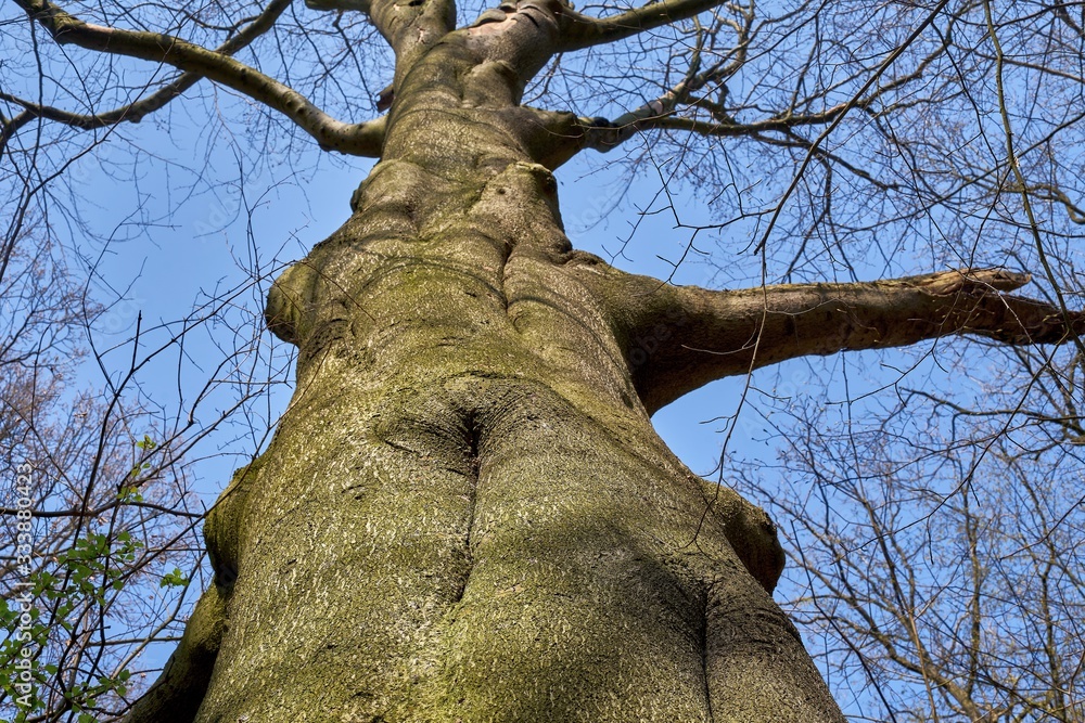 Fototapeta premium A big old beech tree trunk