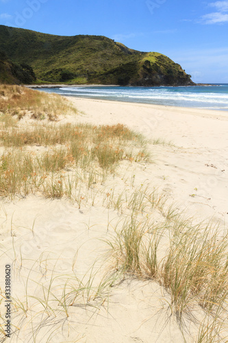 Golden sand and beach grasses at Tapotupotu Bay  Northland  New Zealand