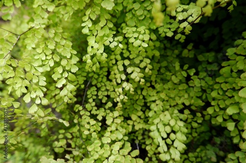 Soft focus on Himalayan maidenhair fern. Adiantum venustum is a member of Pteridaceae. © Sirin