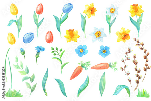 Watercolor set of spring flowers, yellow daffodils,blue forget-me-not,willow,branches,red tulipes,carrot on white