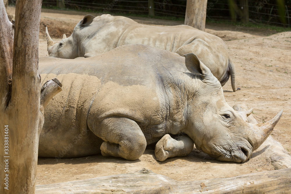 Two southern white rhinos (aka square-lipped rhinos) resting next to each other Two southern white rhinos (aka square-lipped rhinos) resting next to each other