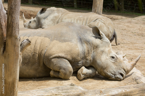 Two southern white rhinos (aka square-lipped rhinos) resting next to each other