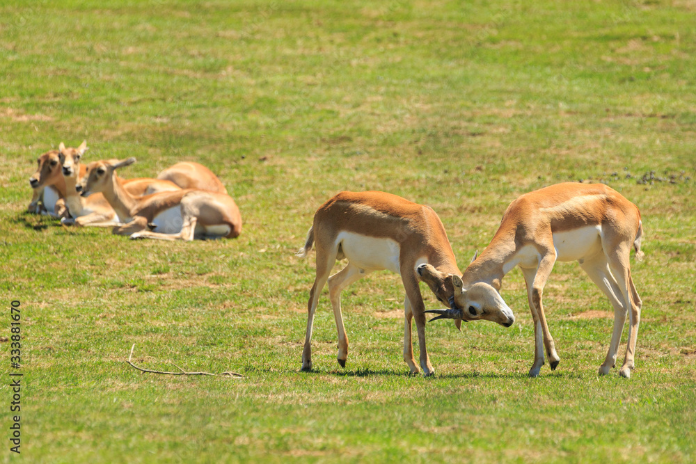A pair of young male blackbuck (Indian antelopes) locking horns. In the background is a group of females A pair of young male blackbuck (Indian antelopes) locking horns. In the background is a group of females