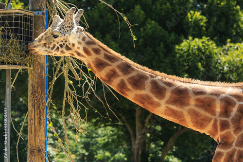 A giraffe at a zoo, eating straw from a feeding basket