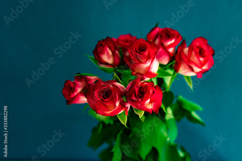 Bouquet of roses isolated on blue background