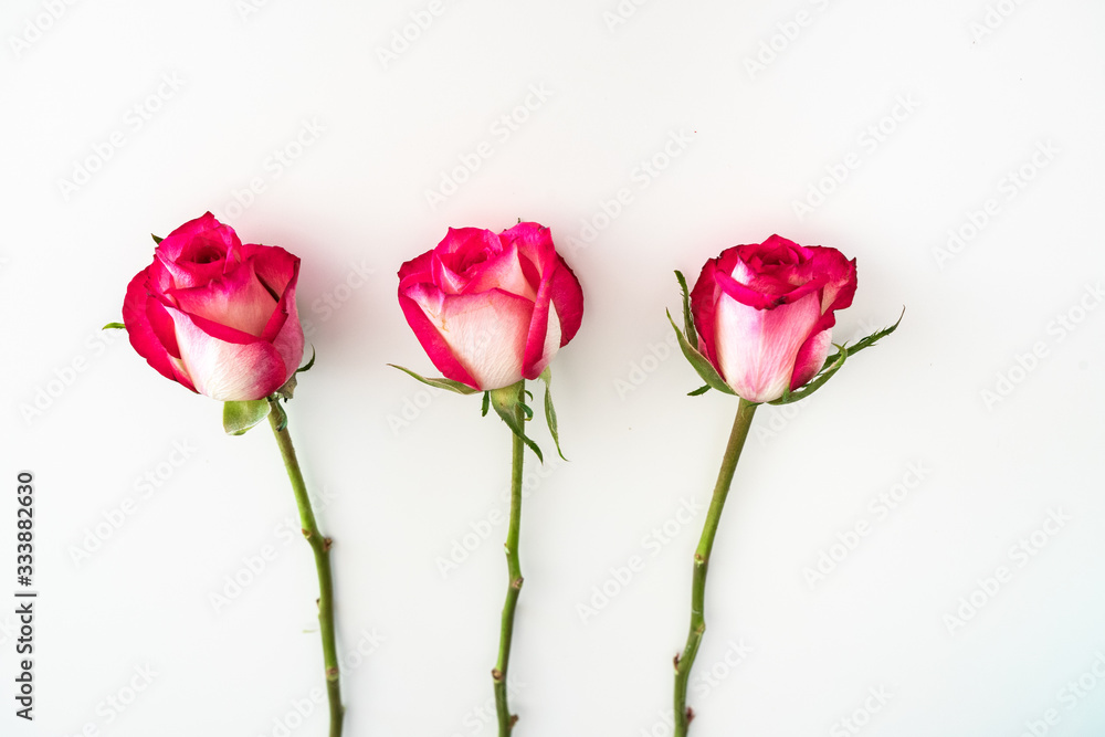 three pink, white roses arranged on white background - overhead view three pink, white roses arranged on white background - overhead view
