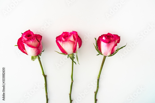 three pink, white roses arranged on white background - overhead view