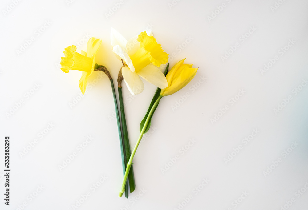 bunch of yellow daffodils and tulips isolated on white background