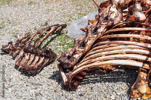 meat farm. bones with meat from animal cows. bones of meat animals.