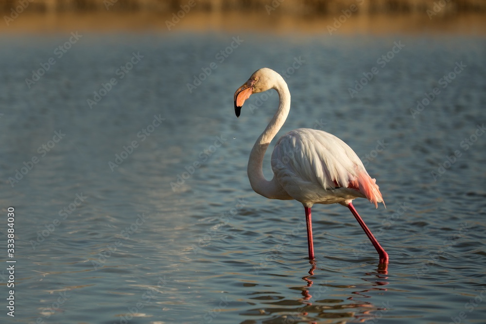 Greater flamingos (Phoenicopterus roseus) standing in water, Camargue, France, Pink birds, wildlife scene from nature. Nature travel in France. Flamingo with clear background, mediterranean vacation