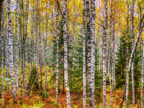 forest with birch trees