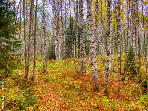 forest with birch trees 
