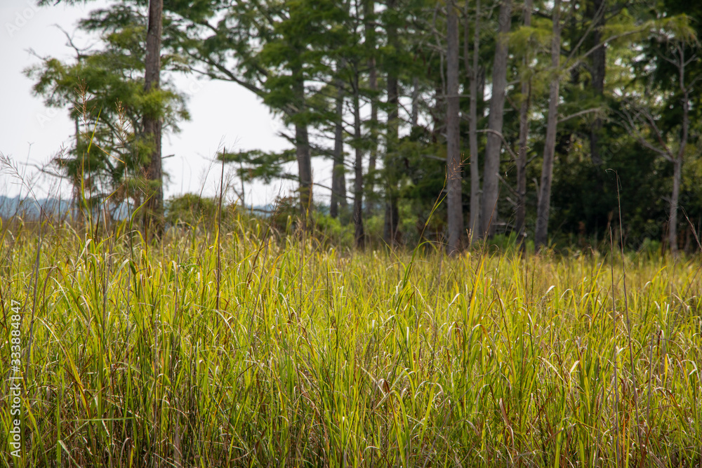 Weeks Bay Fish River wildlife preserve Park marsh meadows and forests around Bay in Alabama