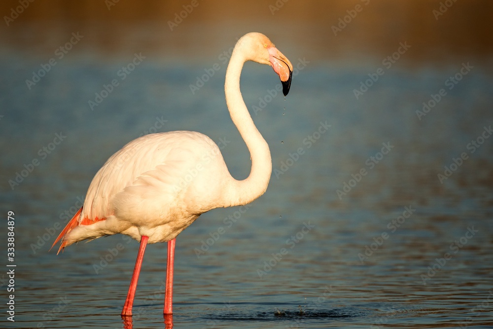 Greater flamingos (Phoenicopterus roseus) standing in water, Camargue, France, Pink birds, wildlife scene from nature. Nature travel in France. Flamingo with clear background, mediterranean vacation