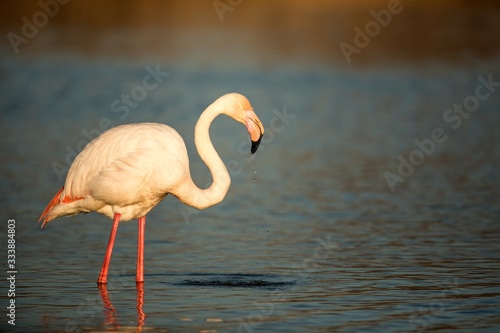 Fototapeta Naklejka Na Ścianę i Meble -  Greater flamingos (Phoenicopterus roseus) standing in water, Camargue, France, Pink birds, wildlife scene from nature. Nature travel in France. Flamingo with clear background, mediterranean vacation