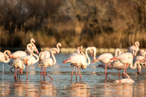 Flock of Greater flamingos (Phoenicopterus roseus), Camargue, France, Pink birds, wildlife scene from nature. Nature travel in France. Flamingo with vegetation in background, mediterranean vacation © Ji