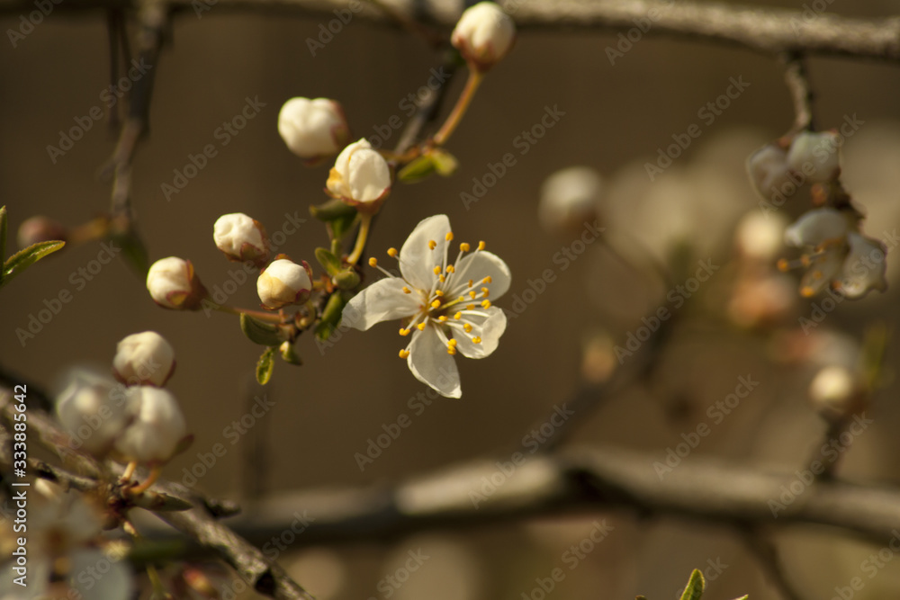 The first spring flower buds of fruit trees seen closely at sunrise The first spring flower buds of fruit trees seen closely at sunrise