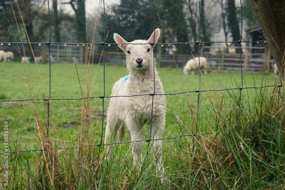 Obraz premium Cachorro de oveja mirando a la cámara con curiosidad en Irlanda