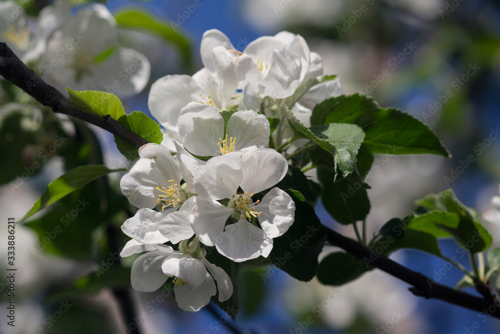 Bright white an apple-tree flower illuminated by a bright ray of the spring sun. Nature Bright white an apple-tree flower illuminated by a bright ray of the spring sun. Nature