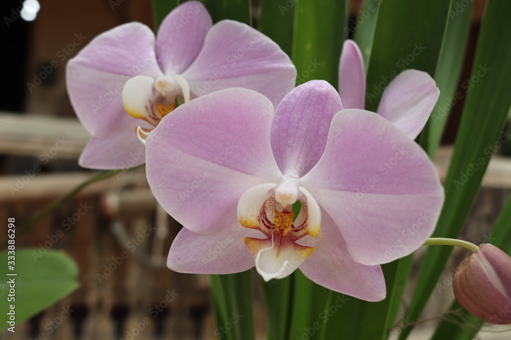 Obraz premium Orchid : Phalaenopsis sp