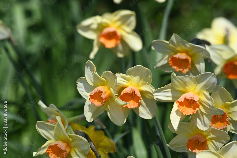 Naklejka premium Daffodils in the garden