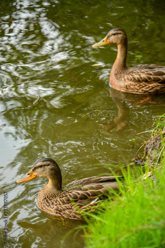 Two ducks swim near the river in the park