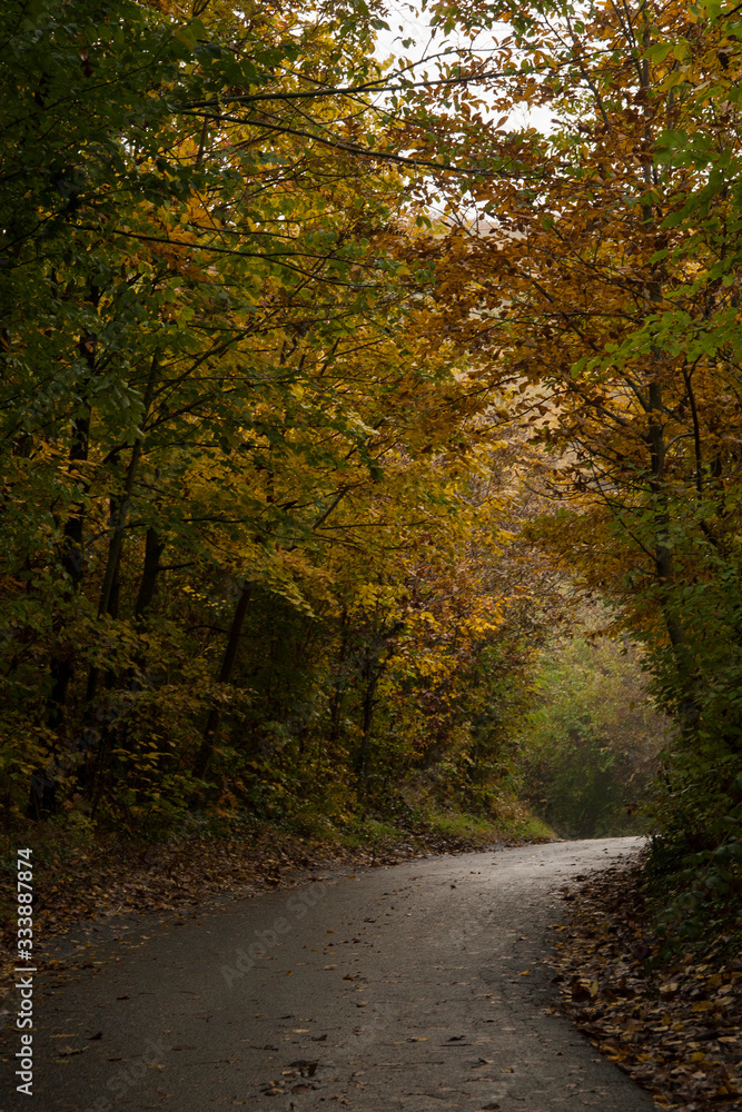 Fototapeta premium Path in the autumn. Gray path surrounded by colorful trees with some fog in the backgrounds.