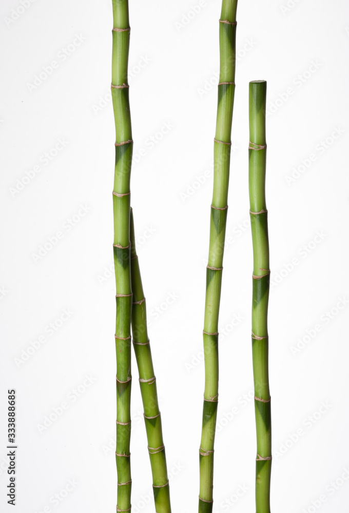 Fototapeta premium Green branches of Bamboo isolated on white background.