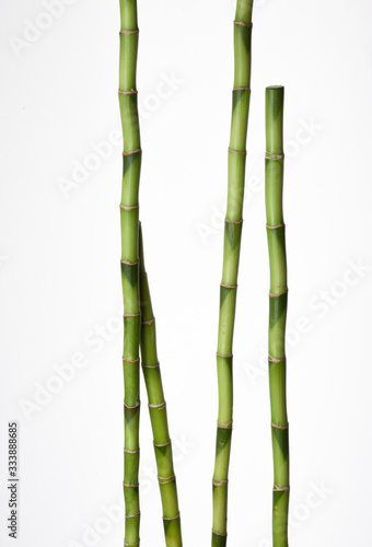Fototapeta Naklejka Na Ścianę i Meble -  Green branches of Bamboo isolated on white background.