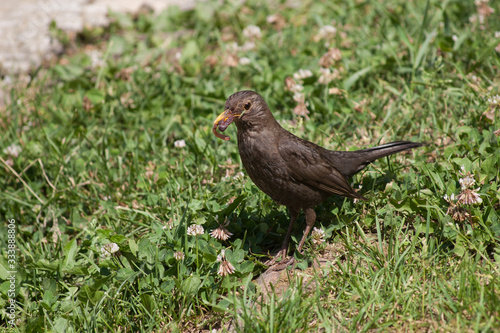 Female blackbird or Turdus merula in spring time carrying a worm. Female bird looking for food for baby birds. Bird photography shot. Bird behavior in wild.