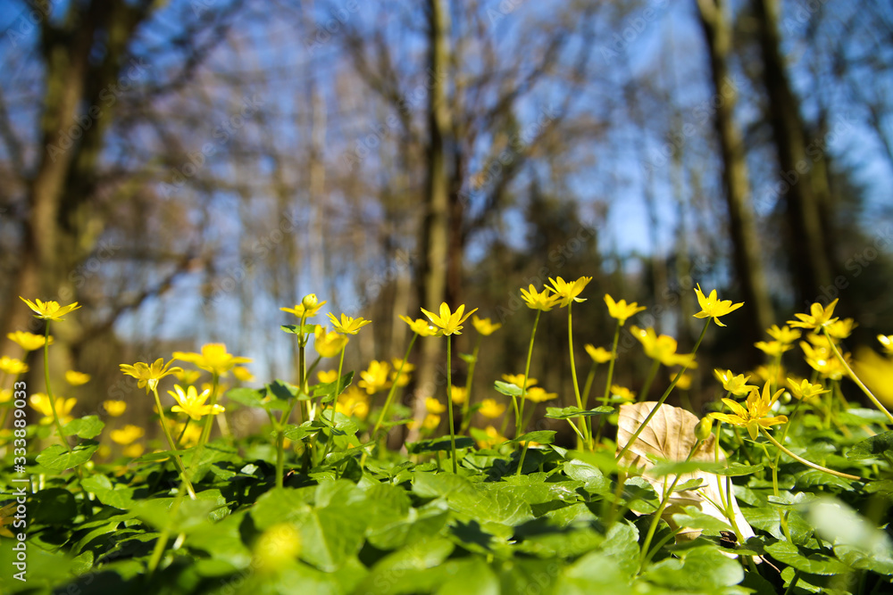 First spots of colour in forest in spring: Closeup of yellow buttercup flowers (ranunculus) with blurred trees background (focus on two blossoms in center) First spots of colour in forest in spring: Closeup of yellow buttercup flowers (ranunculus) with blurred trees background (focus on two blossoms in center)
