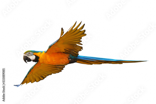 Macaw parrot flying isolated on white