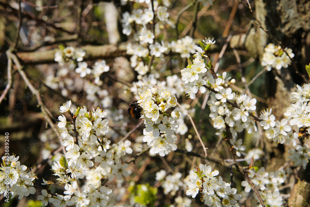 Close up of isolated blossoms of flowering plant blackthorn (prunus spinosa) in spring, Germany Close up of isolated blossoms of flowering plant blackthorn (prunus spinosa) in spring, Germany