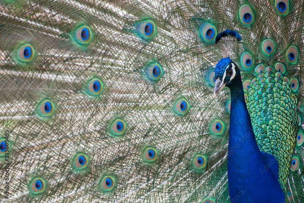 Obraz premium Common peafowl or peacock. Male peacock is showing off his beautiful colorful feathers.
