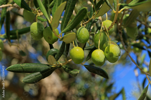 Olives in interior of Hvar island, Croatia
