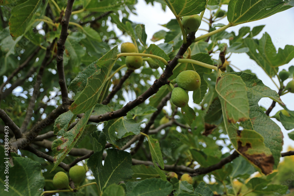 Figs in iterior of Hvar island, Croatia