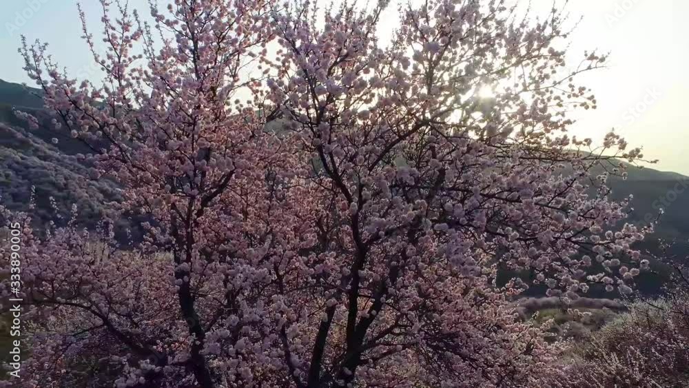 Closeup of a blooming apricot on hillside in spring sunlight; rotating lens Closeup of a blooming apricot on hillside in spring sunlight; rotating lens