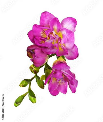 Pink and yellow freesia flower and buds
