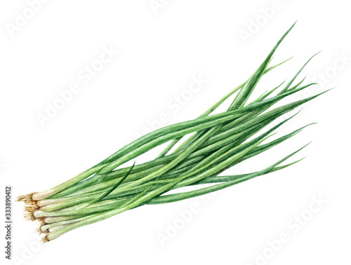 Green onion watercolor isolated on white background