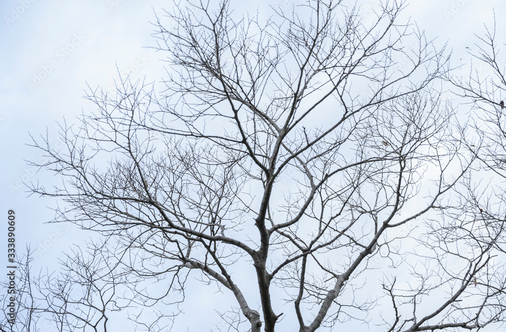 Fototapeta premium Twigs on a blue background