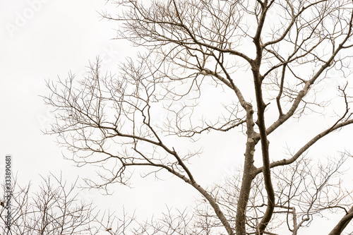 Twigs on a white background