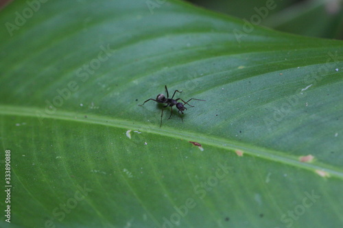 schwarz graue Ameise kontrolliert ihr Gebiet