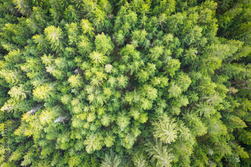 aerial drone view to green tree top of forest at spring © A2LE